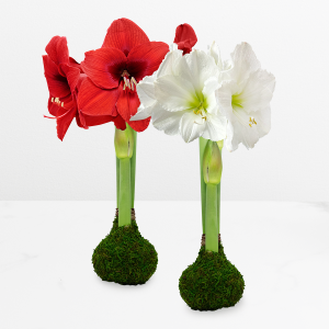 SEASON IN BLOOM